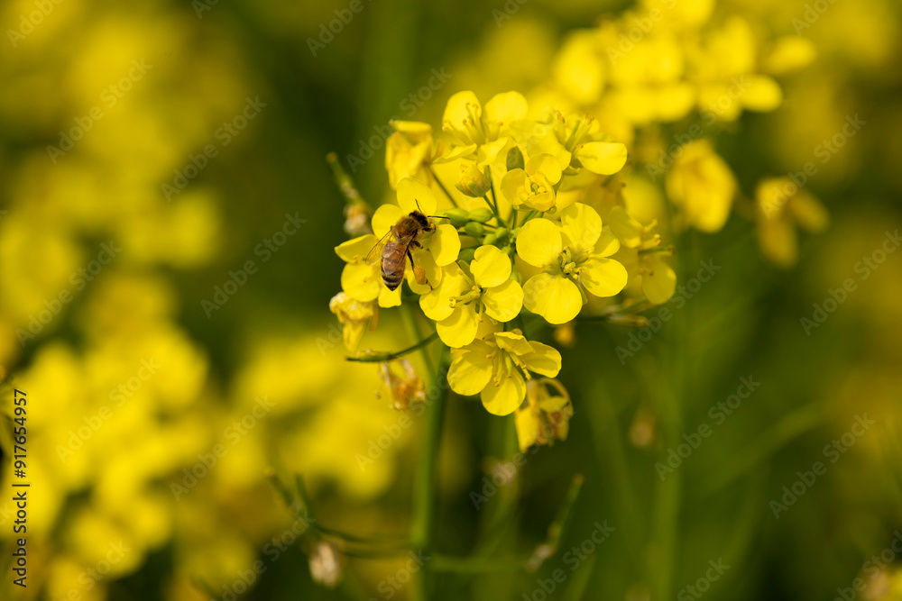 Bees are collecting honey on mustard seeds.Selective focus Bees are collecting honey on mustard seeds.Selective focus