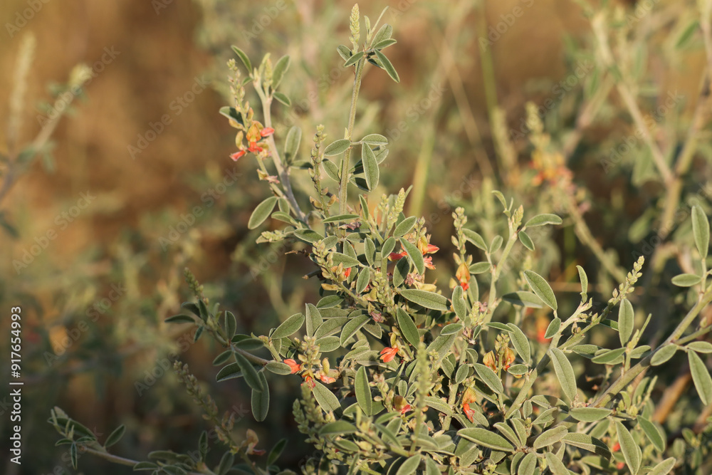 Plant growing in nature. Selective focus. Plant growing in nature. Selective focus.