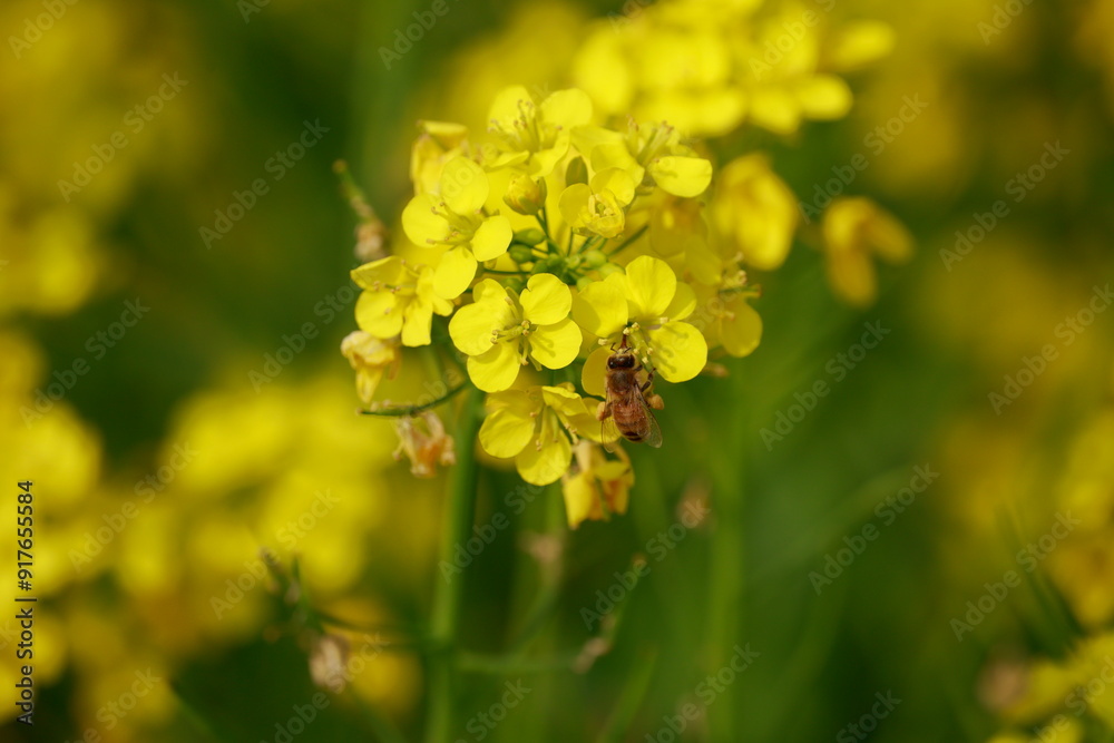 Bees are collecting honey on mustard seeds.Selective focus Bees are collecting honey on mustard seeds.Selective focus