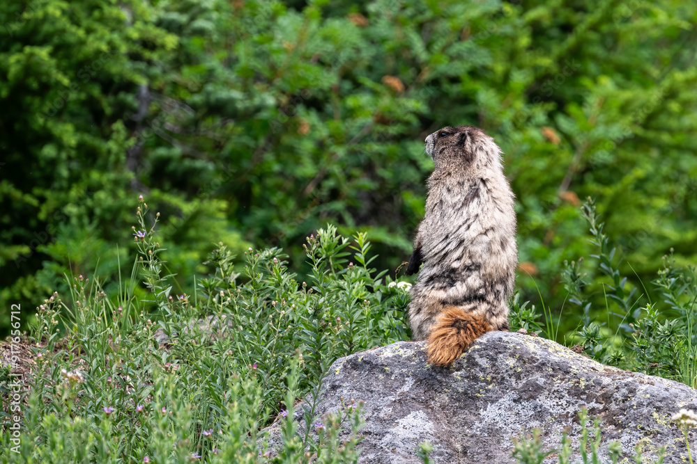 Hoary Marmot in the wild, perched and sitting up on large rock in a subalpine meadow, Mt Rainier National Park
Hoary Marmot in the wild, perched and sitting up on large rock in a subalpine meadow, Mt Rainier National Park