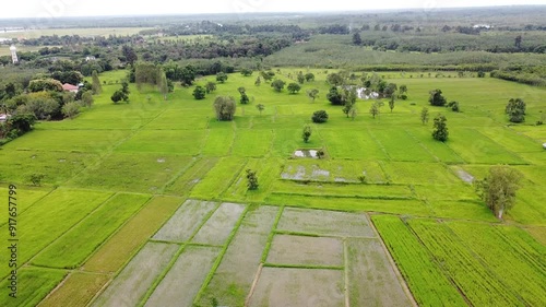 Green Paddy Field Ariel View in Thailand.,Aerial view of rice fields. Bird eye view of rice field.