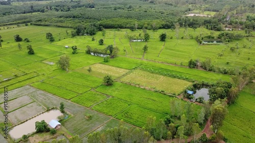 Green Paddy Field Ariel View in Thailand.,Aerial view of rice fields. Bird eye view of rice field.