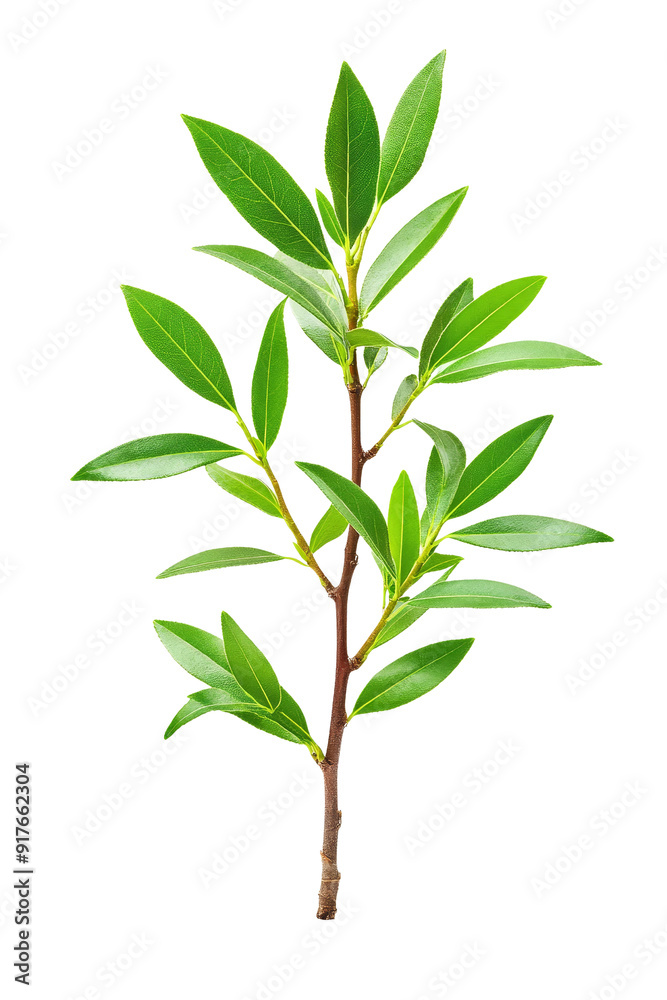 Fototapeta premium Green Leaf Branch Isolated