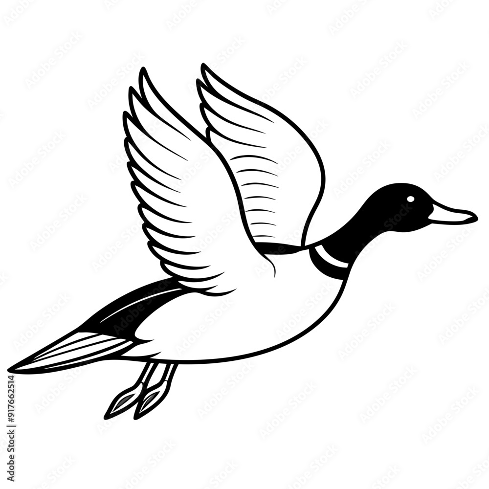 Flying Northern Pintail vector illustration Flying Northern Pintail vector illustration