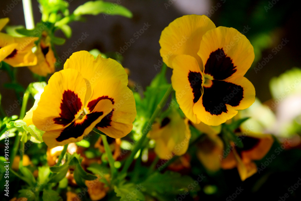 yellow pansy flowers
