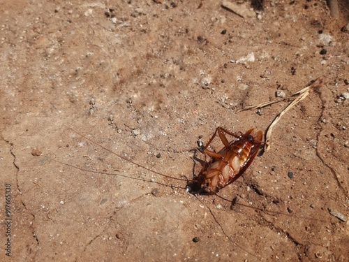 dead cockroaches upside down on dry ground
