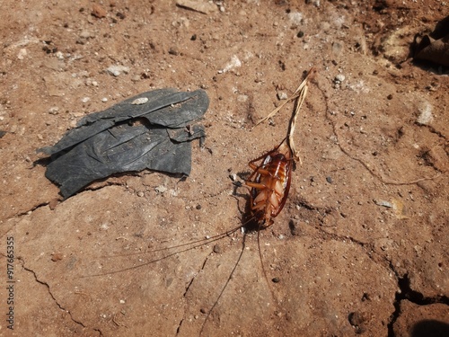 dead cockroaches upside down on dry ground