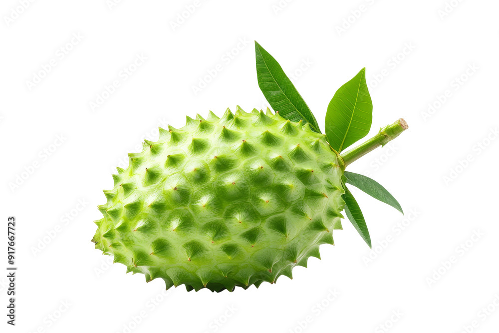 Green Soursop Fruit with Leaves Isolated Green Soursop Fruit with Leaves Isolated