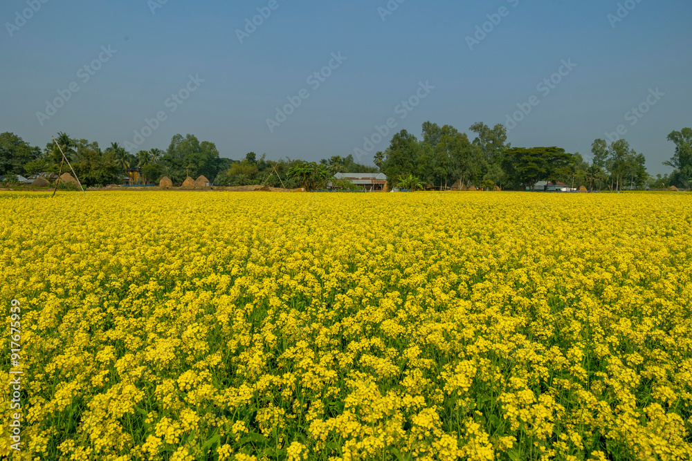 Scenery of rural houses and plants with yellow image of mustard field Scenery of rural houses and plants with yellow image of mustard field