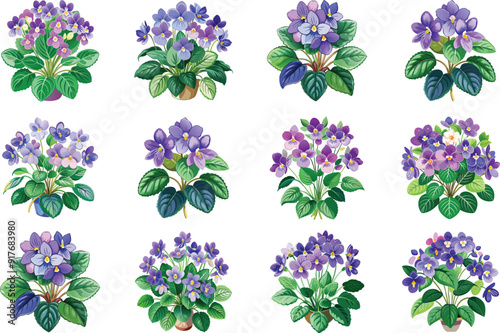 streptococcus saintliness watercolor floral African Violet Vector Virginia Spider wort  Images