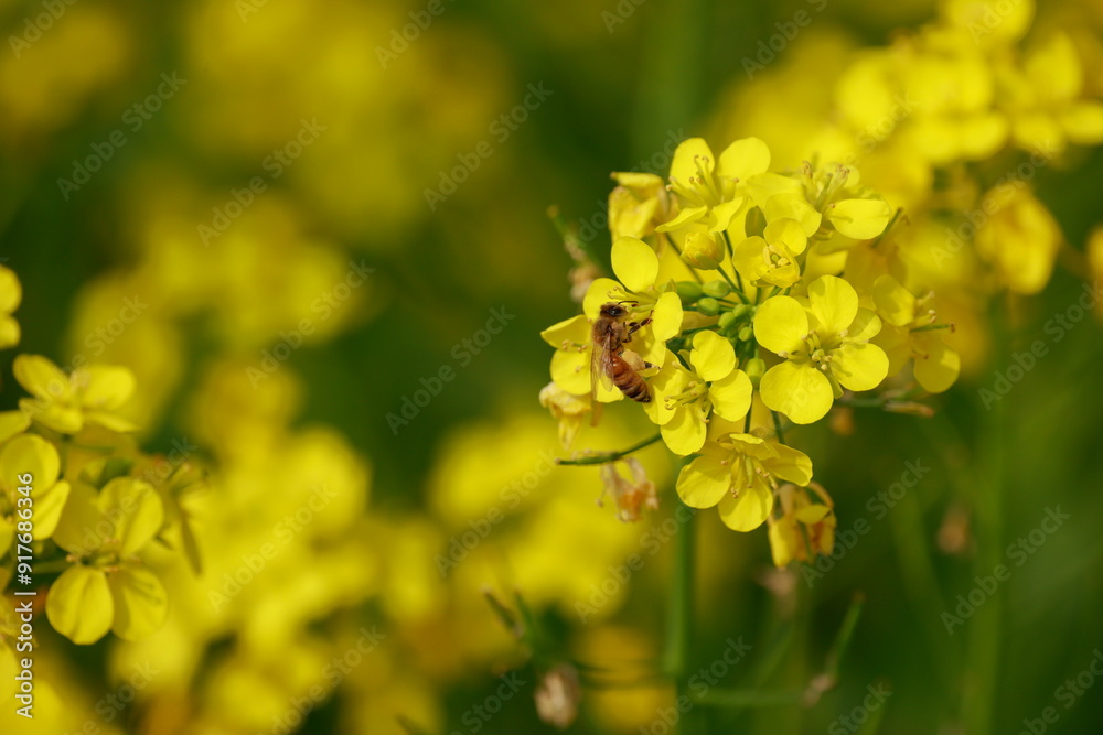 Mustard plant is any one of several plant species in the genera Brassica and Sinapis in the family Brassicaceae (the mustard family). Mustard plant is any one of several plant species in the genera Brassica and Sinapis in the family Brassicaceae (the mustard family).