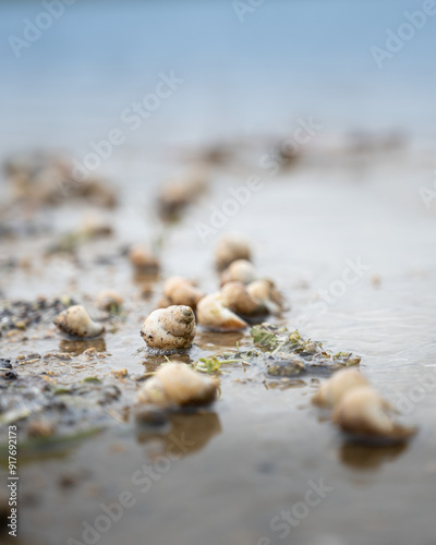 shells on the river