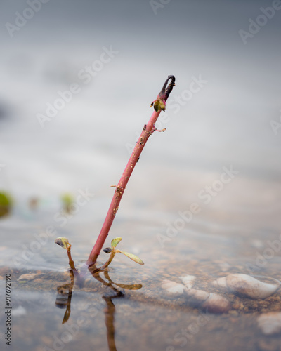 small plant on water