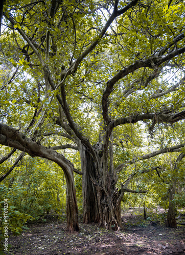 old large tree in forest