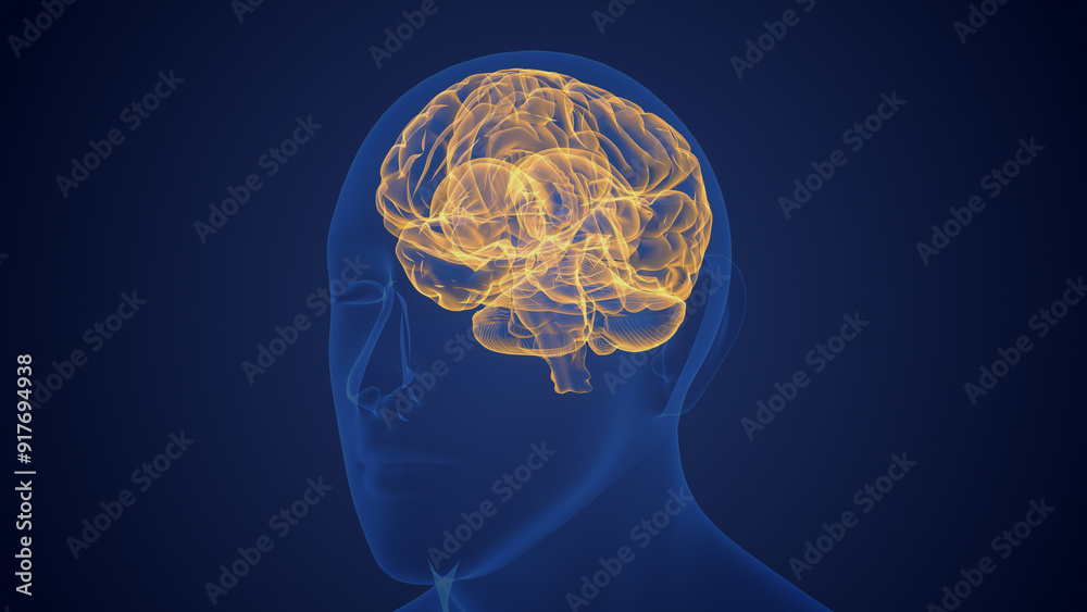 Obraz premium Scientific medical background of human brain