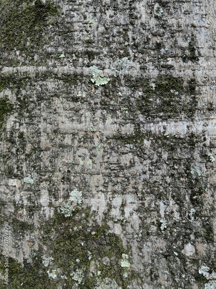 Close up of a branch tree texture Close up of a branch tree texture