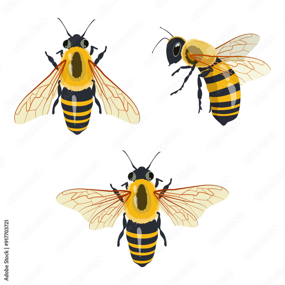Set Honey Bee Icons Close Up Isolated on White Background. Queen Honey Bee Design Template, Vector Illustration Set Honey Bee Icons Close Up Isolated on White Background. Queen Honey Bee Design Template, Vector Illustration