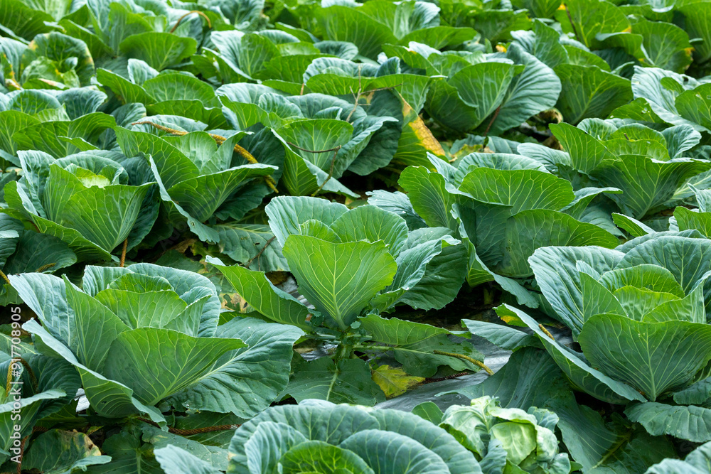 Top view of green cabbage in land of Bangladesh.Cabbage Farming. Top view of green cabbage in land of Bangladesh.Cabbage Farming.