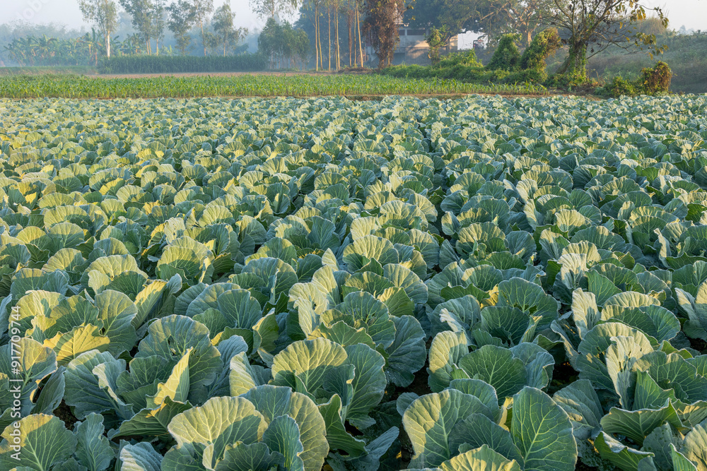 Fototapeta premium Top view of green cabbage in land of Bangladesh.Cabbage Farming.