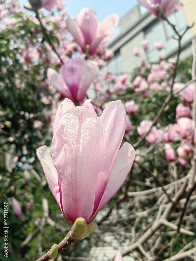 Fototapeta premium A shallow focus closeup shot of pink tree branch flower
