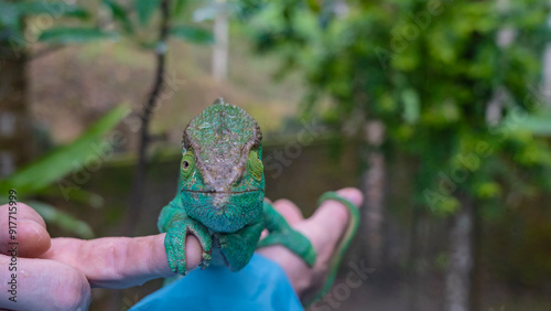 A bright green chameleon sits on a man's palm. He holds onto his fingers with his paws. He looks at the camera carefully. Full-face view. Portrait. Close-up. Madagascar. Kennel reptiles Peyriyar photo