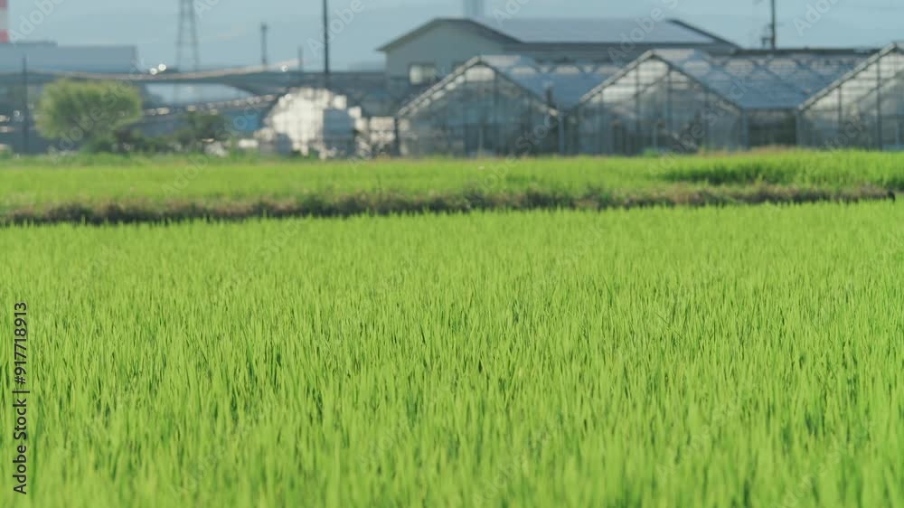 grass in the meadow swaying in the wind Rice field