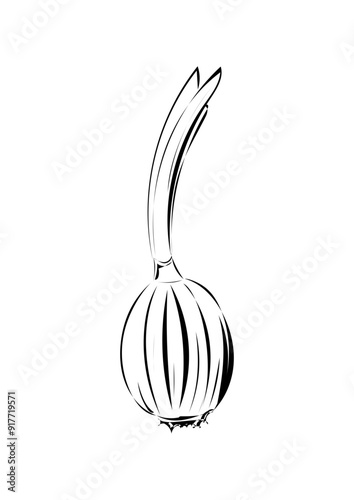 Zwiebel