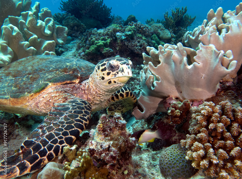 A Hawksbill turtle resting on corals Boracay Island Philippines A Hawksbill turtle resting on corals Boracay Island Philippines