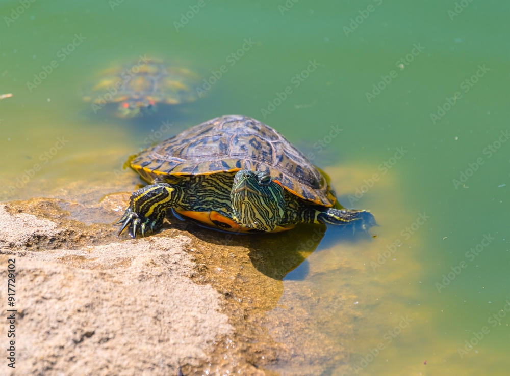 turtles basking and swimming in the sun turtles basking and swimming in the sun