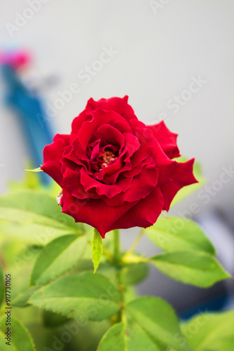 Close-up of red rose in full bloom against a lush green background.