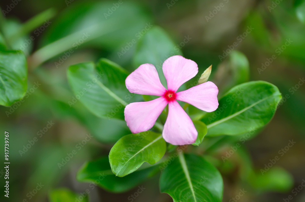 Catharanthus roseus G Don ,APOCYNACEAE or Madagascar periwinkle or Vinca or Old maid flower Catharanthus roseus G Don ,APOCYNACEAE or Madagascar periwinkle or Vinca or Old maid flower