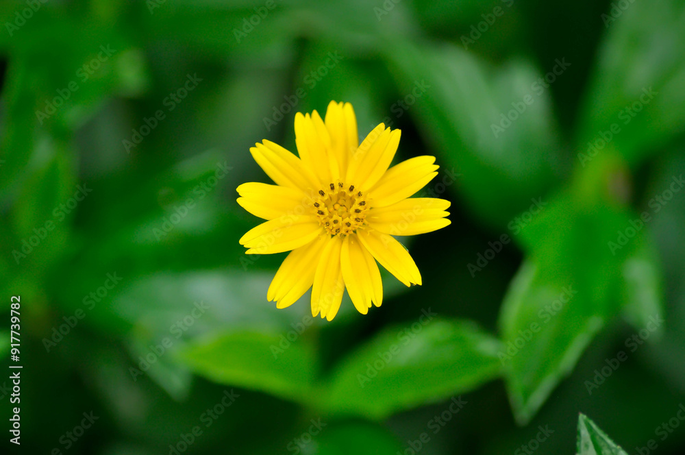 Melampodium divaricatum Rich ex Pers DC or ASTERACEAE COMPOSITAE ,Little Yellow Star Melampodium divaricatum Rich ex Pers DC or ASTERACEAE COMPOSITAE ,Little Yellow Star