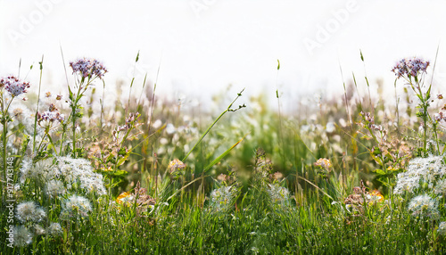 Closeup panorama banner of a meadow with green grass and wild flowers