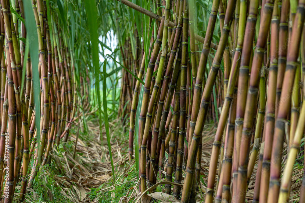 Ripe sugarcane will soon be harvested in the agricultural land of Bangladesh Ripe sugarcane will soon be harvested in the agricultural land of Bangladesh