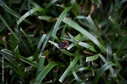 a bee hiding in the grass