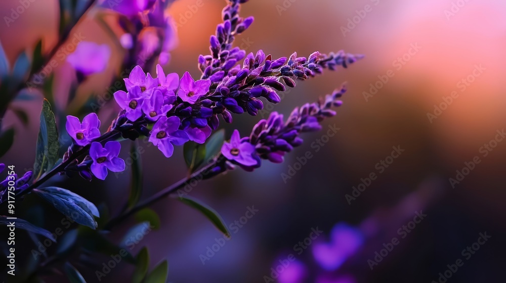 purple blooms at the front, softly blurred purple flowers behind purple blooms at the front, softly blurred purple flowers behind