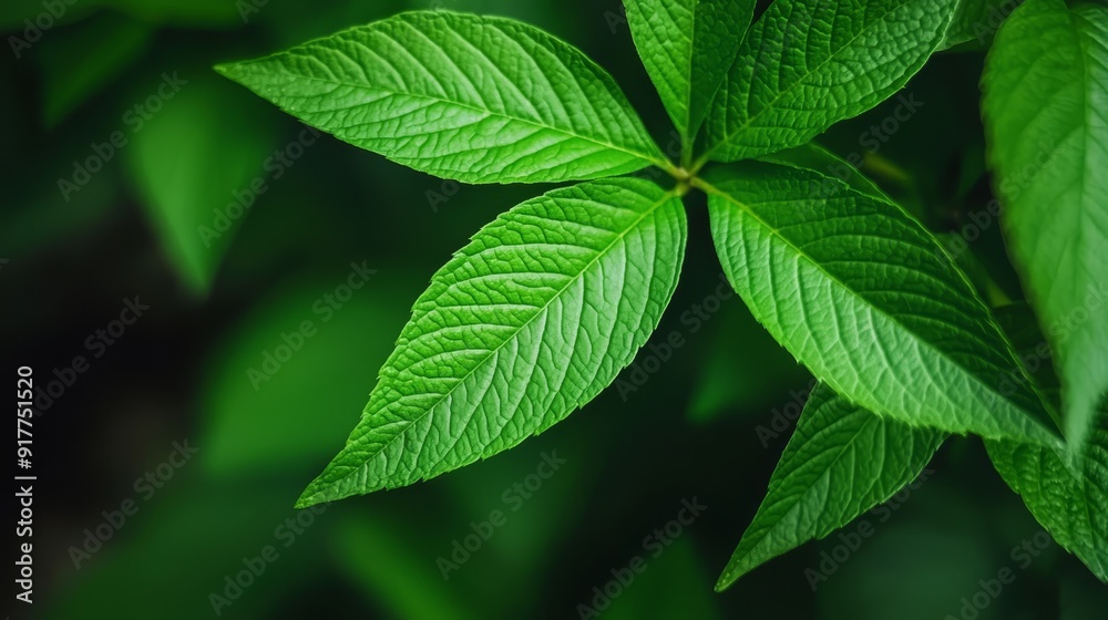 A tight shot of a verdant plant, teeming with numerous green leaves atop A tight shot of a verdant plant, teeming with numerous green leaves atop