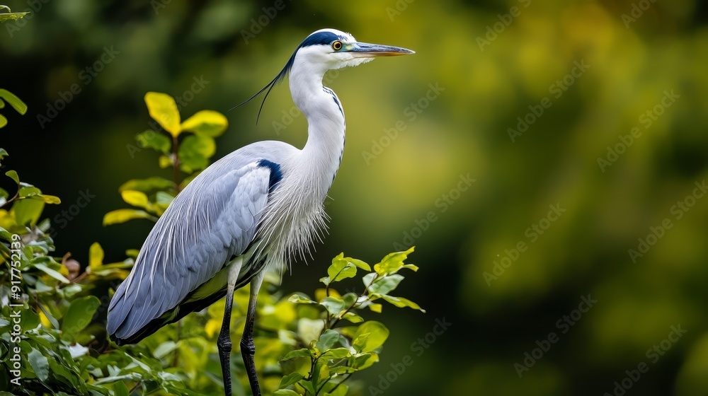 A blue-and-white bird perches atop a verdant tree, adorned with lush, leafy branches and vibrant green leaves A blue-and-white bird perches atop a verdant tree, adorned with lush, leafy branches and vibrant green leaves