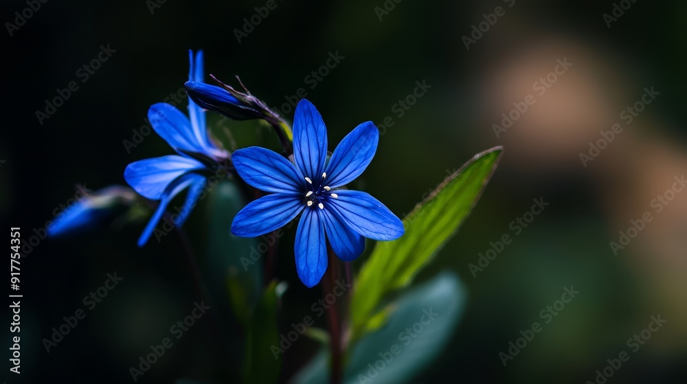 A tight shot of a blue bloom against a backdrop of out-of-focus green foliage A tight shot of a blue bloom against a backdrop of out-of-focus green foliage