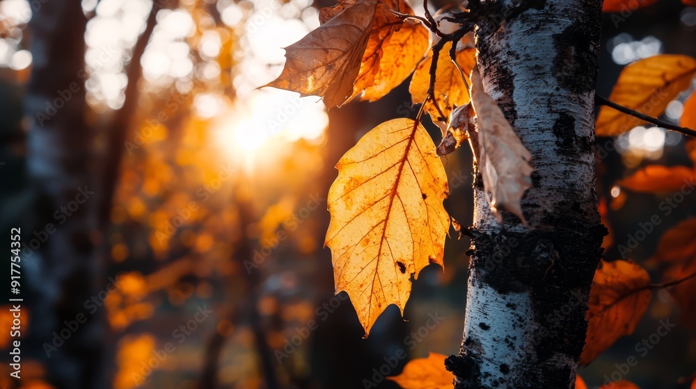 A tight shot of a tree leaf, sun rays filtering through the background trees A tight shot of a tree leaf, sun rays filtering through the background trees