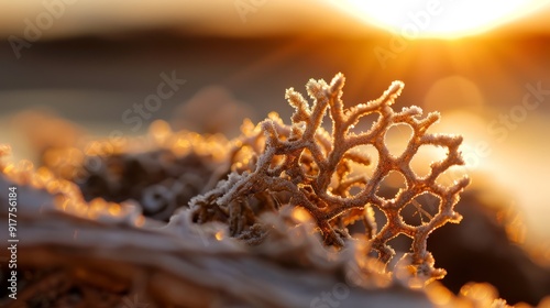  A crisp close-up of a solitary snowflake against a backdrop of a sunset Foreground features a softly blurred assemblage of snowflakes photo