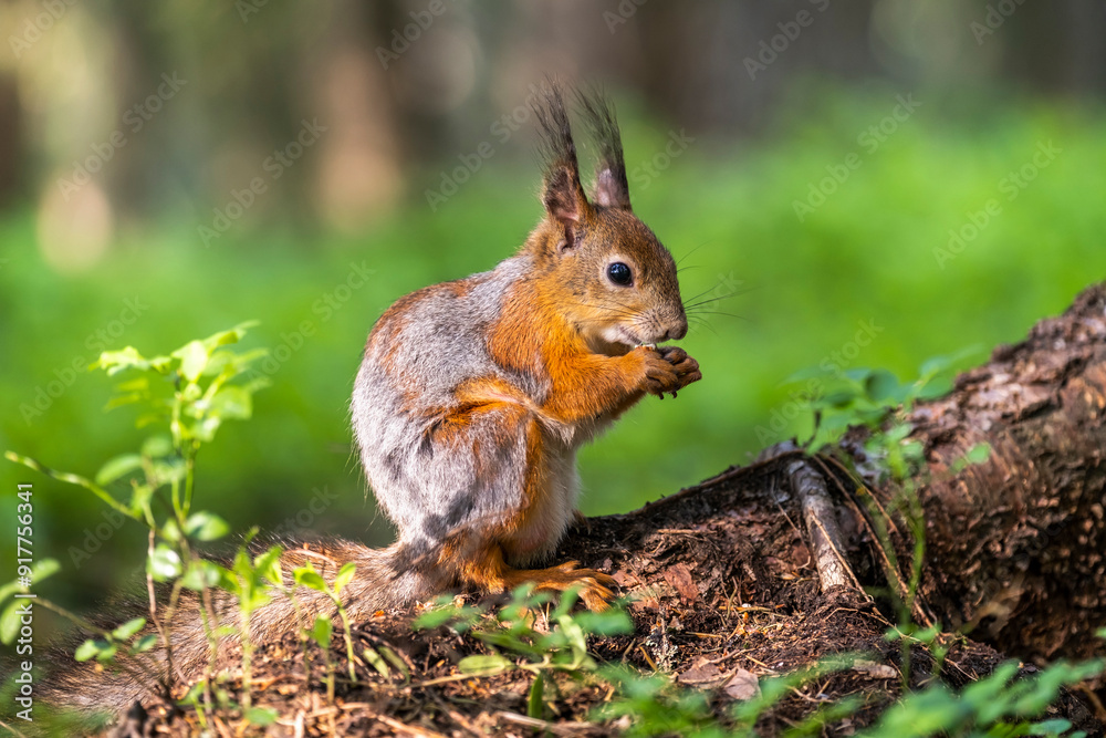 A beautiful squirrel in a forest park in the summer A beautiful squirrel in a forest park in the summer