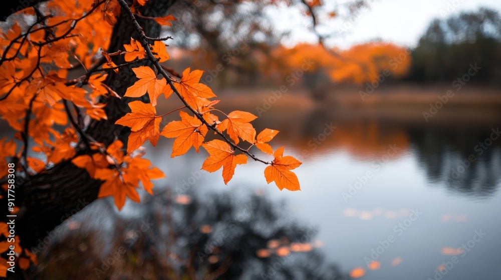 A tree with orange leaves is reflected in the still water A tree with orange leaves is reflected in the still water