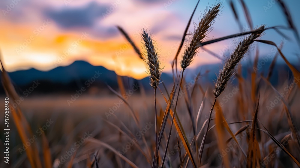 A field of tall grass with the sun setting in the distance, mountains in thebackground (Background is now correctly capitalized and in the distance is moved before with mountains for A field of tall grass with the sun setting in the distance, mountains in thebackground (Background is now correctly capitalized and in the distance is moved before with mountains for