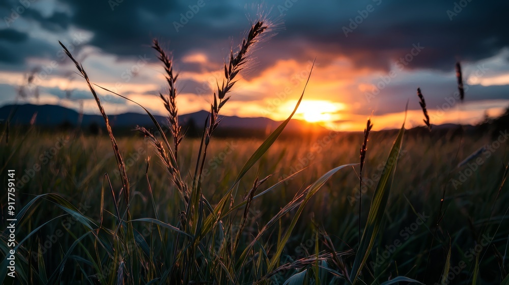 A field of tall grass with the sun setting in the distant background, mountains included A field of tall grass with the sun setting in the distant background, mountains included