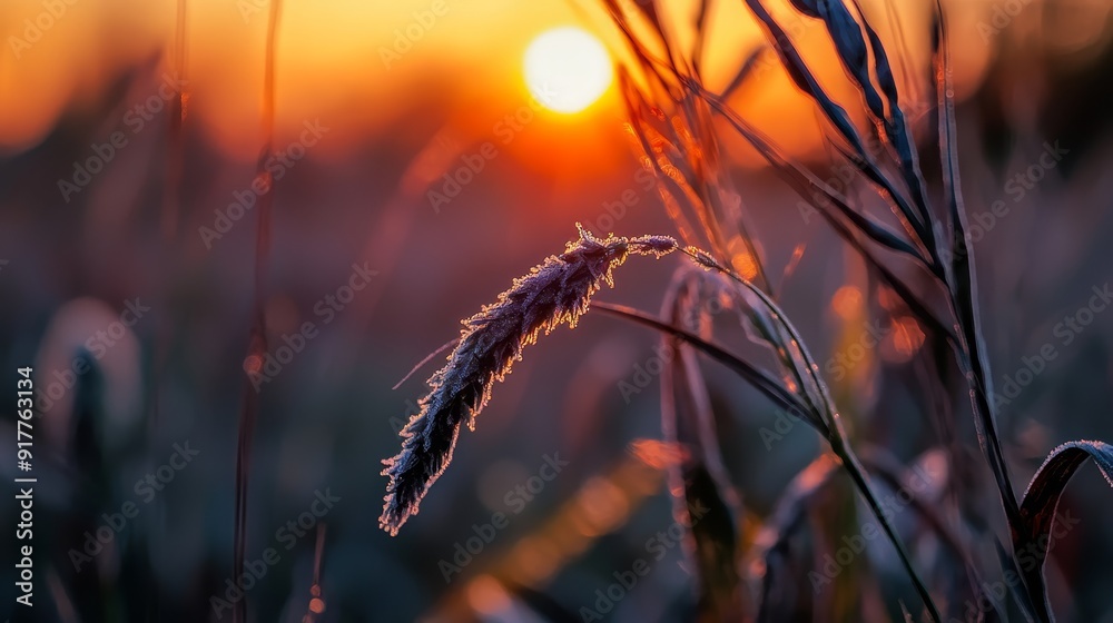 A close-up of a plant with the sun setting in the distance is located in a field with tall grass A close-up of a plant with the sun setting in the distance is located in a field with tall grass