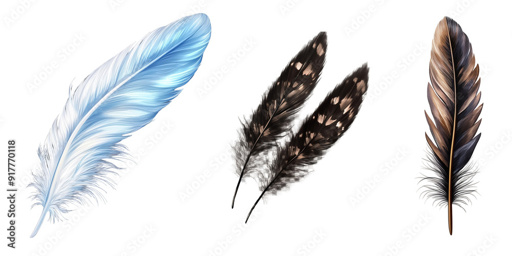 Feathers adorn a fashionable isolated on transparent Feathers adorn a fashionable isolated on transparent