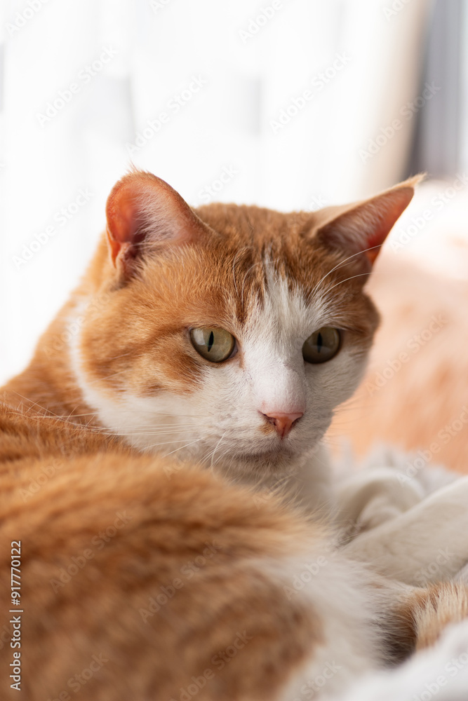窓辺の猫 茶トラ白 窓辺の猫 茶トラ白
