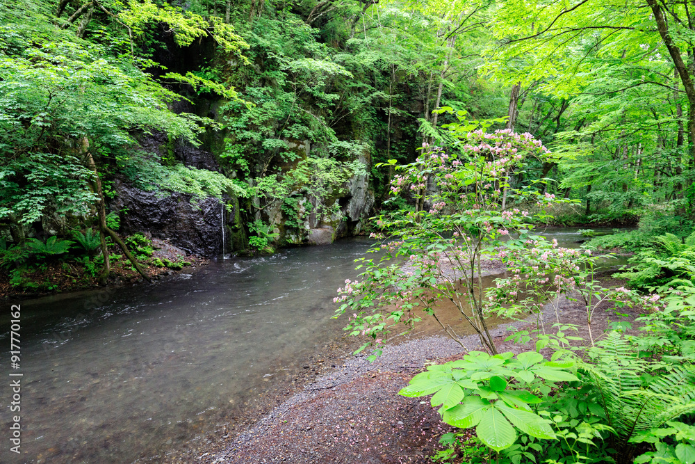 Tranquil Forest Stream Meandering Through Lush Green Wilderness Tranquil Forest Stream Meandering Through Lush Green Wilderness