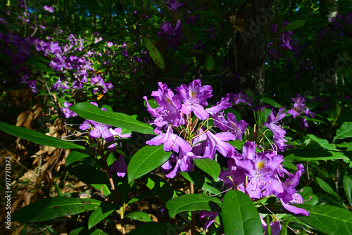 Wildform des Pontischen Rhododendron // Pontic rhododendron (Rhododendron ponticum ponticum) - Strandscha, Bulgarien photo